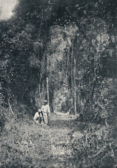 Alto Parana Otoyolu, 1895 by Francisco Henszler