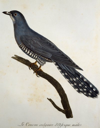 Afrika guguk kuşu (Cuculus gularis), Histoire Naturelle des Oiseaux d
