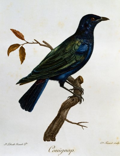 Kara karınlı Parlak Starling (Lamprotornis corruscus), Histoire Naturelle des Oiseaux d