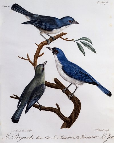 Mavi Vanga (Cyanolanius madagascarinus), Afrika Kuşlarının Doğal Tarihinden gravür by Francois Le Vaillant