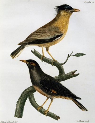 Brahminy Starling (Sturnus pagodarum) ve aşağıda, Bank Myna (Acridotheres ginginianus), Histoire Naturelle des Oiseaux d