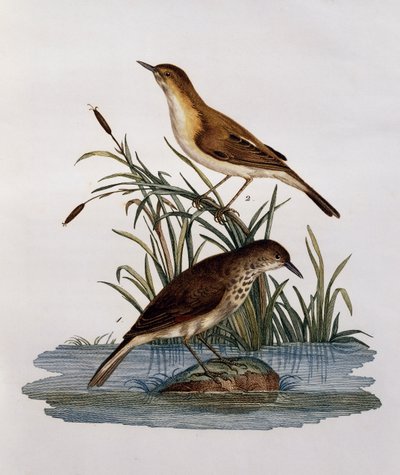 Cagueteuse et Lisabelle, Afrika Kuşlarının Doğal Tarihinden gravür by Francois Le Vaillant