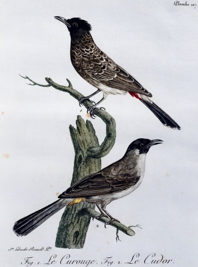 Bülbül Burnu (Pycnonotus capensis) ve aşağıda, Bahçe Bülbül (Pycnonotus barbatus), Histoire Naturelle des Oiseaux d