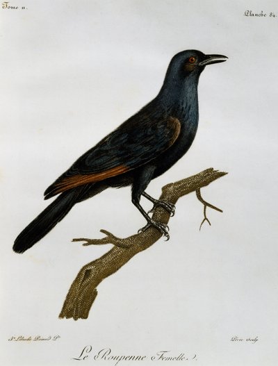 Dişi Kızıl Kanatlı Sığırcık (Onychognathus morio), Histoire Naturelle des Oiseaux d