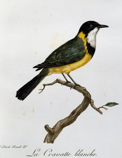 Altın Whistler (Pachycephala pektoralis), Afrika Kuşlarının Doğal Tarihinden gravür by Francois Le Vaillant