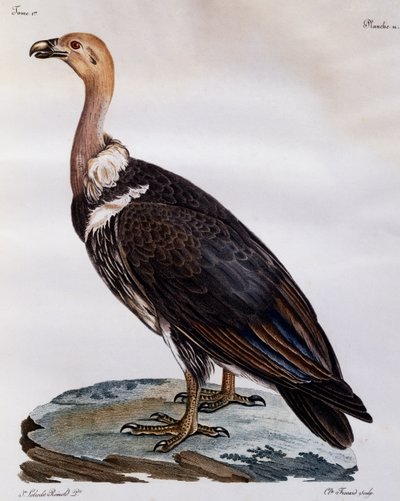 Olgunlaşmamış Cape Griffon (Gyps coprotheres), Afrika Kuşlarının Doğal Tarihinden gravür by Francois Le Vaillant