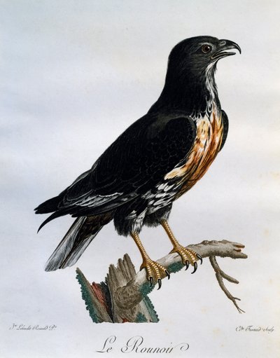 Çakal Şahini (Buteo rufofuscus), Afrika Kuşlarının Doğal Tarihinden gravür by Francois Le Vaillant