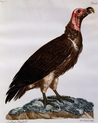 Afrika Kuşlarının Doğal Tarihinden gravür, Lappet Suratlı Akbaba (Torgos tracheliotos) by Francois Le Vaillant