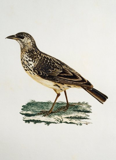 Büyük gagalı Lark (Galerida magnirostris), Francois Le Vaillant (1753-1824), Fransa tarafından Histoire Naturelle des Oiseaux d