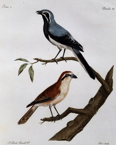 Le Pendeur et le Rousseau, Histoire Naturelle des Oiseaux d