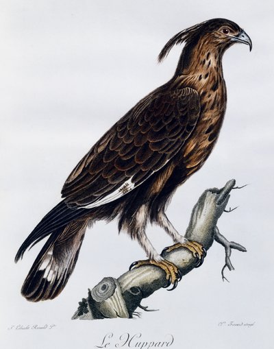 Uzun tepeli kartal (Lophaetus occipitalis), Histoire Naturelle des Oiseaux d