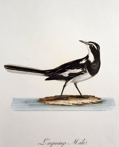 Erkek Afrika Pied Kuyruksallayan (Motacilla aguimp), Francois Le Vaillant (1753-1824), Fransa tarafından Histoire Naturelle des Oiseaux d