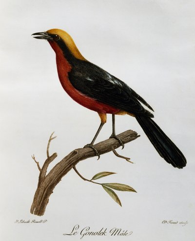 Erkek Ortak Gonolek (Laniarius barbarus), Afrika Kuşlarının Doğal Tarihinden gravür by Francois Le Vaillant