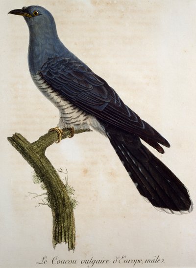 Erkek Guguk kuşu (Cuculus canorus), François Le Vaillant (1753-1824) tarafından Histoire Naturelle des Oiseaux d'Afrique'den gravür, Fransa by Francois Le Vaillant