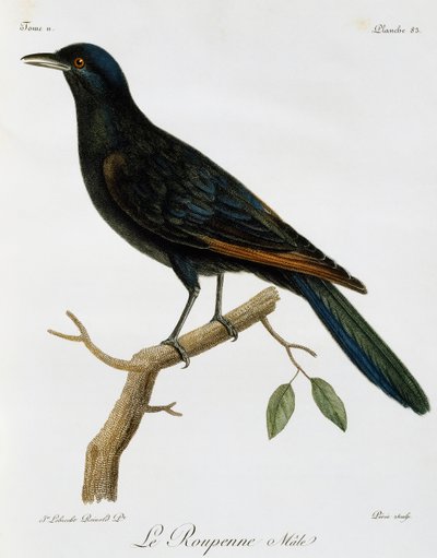 Erkek Kızıl Kanatlı Sığırcık (Onychognathus morio), Histoire Naturelle des Oiseaux d