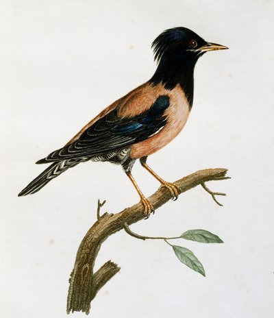 Erkek Gül Starling (Sturnus roseus), Histoire Naturelle des Oiseaux d
