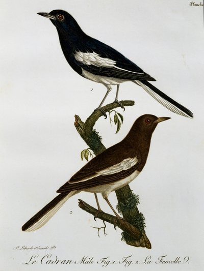 Doğu Saksağan robin