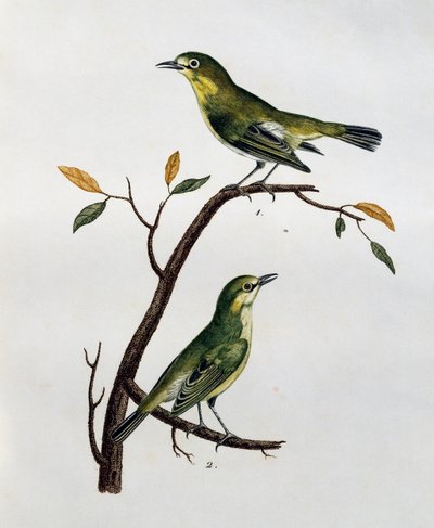 Soluk Beyaz Gözün (Zosterops pallidus) erkek ve dişi, Histoire Naturelle des Oiseaux d