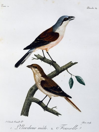 Histoire Naturelle des Oiseaux d