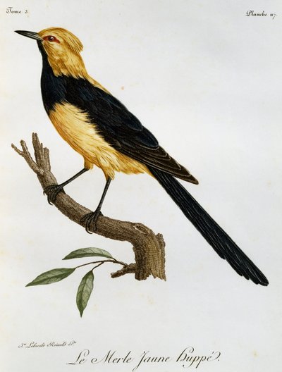 Merle Jaune Huppe, Afrika Kuşlarının Doğal Tarihinden gravür by Francois Le Vaillant