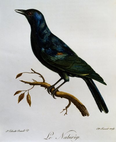 Afrika Kuşlarının Doğal Tarihinden gravür soluk kanatlı sığırcık (Onychognathus nabouroup) by Francois Le Vaillant