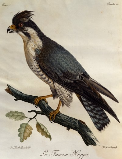 Afrika Kuşlarının Doğal Tarihinden gravür Peregrine Falcon (Falco peregrinus), by Francois Le Vaillant