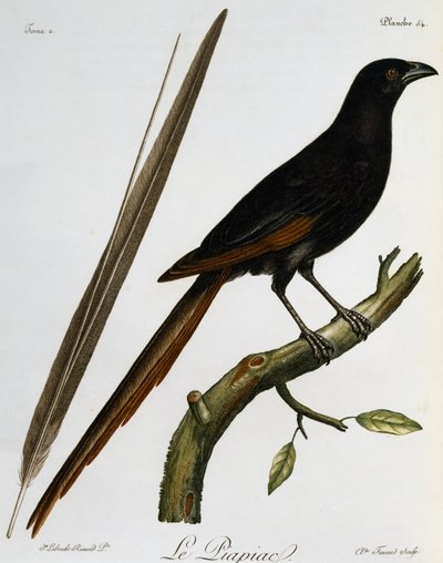 Piapiac (Ptilostomus afer), Histoire Naturelle des Oiseaux d