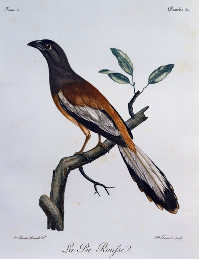 Kızıl Ağaç Pastası (Dendrocitta vagabunda), Afrika Kuşlarının Doğal Tarihinden gravür by Francois Le Vaillant