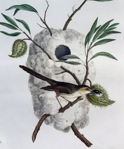 Afrika Kuşlarının Doğal Tarihinden gravür, sarımsı kahverengi Prinia (Prinia subflava) by Francois Le Vaillant