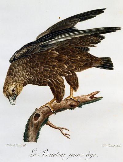 Genç Bateleur (Terathopius ecaudatus), Histoire Naturelle des Oiseaux d