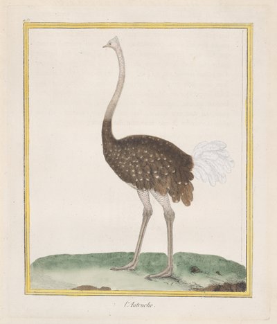 Devekuşu Devekuşu, 1770-86. by Francois Nicolas Martinet