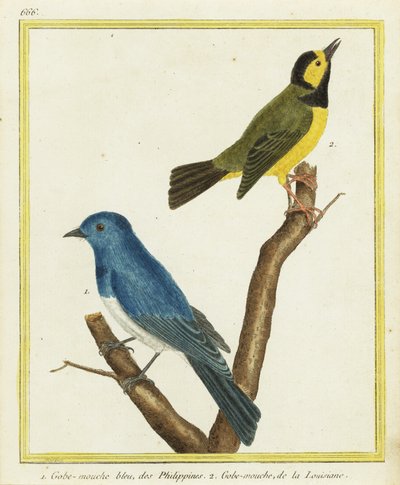 Siyah enseli hükümdar, Hypothymis azurea 1 ve kukuletalı ötleğen, Setophaga citrina 2 by Francois Nicolas Martinet