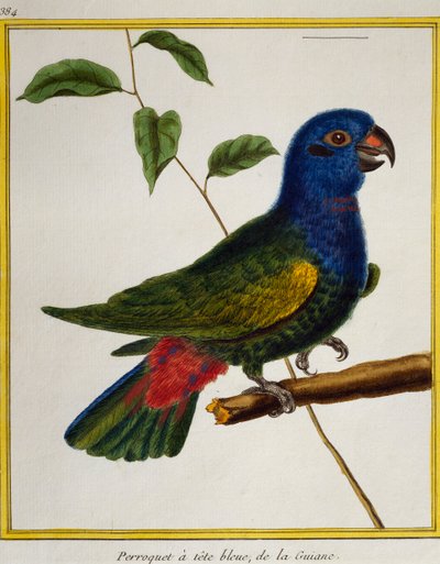 Kuşların Doğa Tarihinden Mavi Başlı Papağan (Pionus menstruus), by Francois Nicolas Martinet