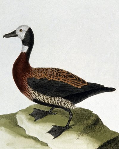 Maragnan Ördeği by Francois Nicolas Martinet