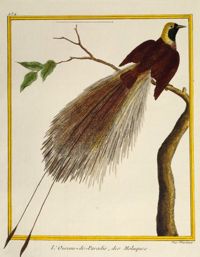 Kuşların Doğal Tarihinden Büyük Cennet Kuşu (Paradisaea apoda), by Francois Nicolas Martinet