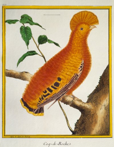 Kuşların Doğal Tarihinden Guianan Kaya Horozu (Rupicola rupicola), by Francois Nicolas Martinet
