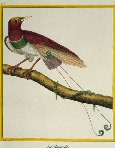 Kuşların Doğal Tarihinden Kral cennet kuşu (Cicinnurus regius), by Francois Nicolas Martinet