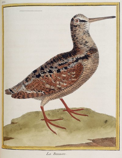 "La becasse", zooloji levhası 885, Francois Nicolas Martinet tarafından "Kuşların Tarihi"nden alınmıştır. by Francois Nicolas Martinet