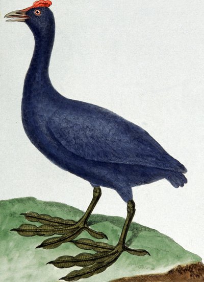 Madagaskar by Francois Nicolas Martinet