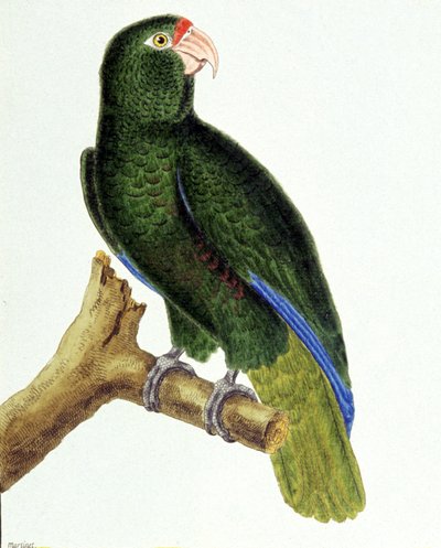 Santo Domingo Papağanı by Francois Nicolas Martinet