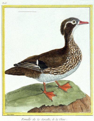 Bilim. zooloji. Çin Teal. Francois Nicolas Martinet tarafından gravür: Kuşların Doğal Tarihi, Georges Louis Leclerc de Buffon, Fransa, c.1777 (renkli gravür) by Francois Nicolas Martinet