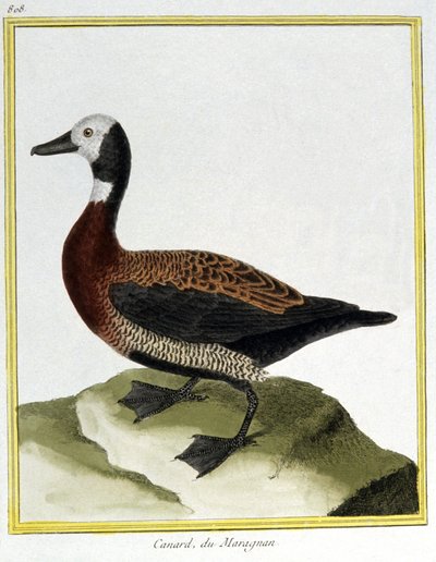 Bilim. zooloji. Avrasya Wigeon. Francois Nicolas Martinet tarafından gravür: Kuşların Doğal Tarihi, Georges Louis Leclerc de Buffon, Fransa, c.1777 (renkli gravür) by Francois Nicolas Martinet