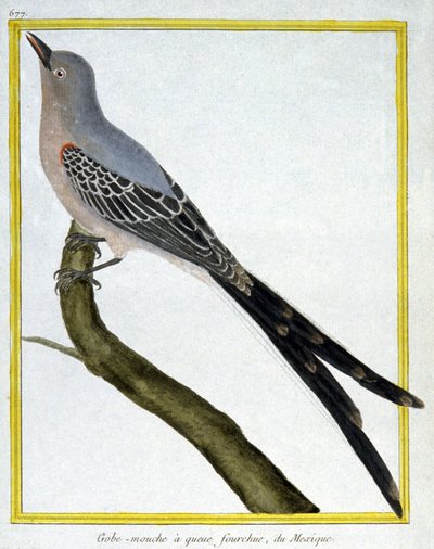 Bilim. zooloji. Meksika