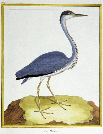 Bilim. zooloji. Balıkçıl. Francois Nicolas Martinet tarafından gravür: Kuşların Doğal Tarihi, Georges Louis Leclerc de Buffon, Fransa, c.1777 (renkli gravür) by Francois Nicolas Martinet