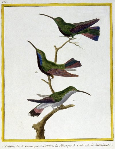 Bilim. zooloji. Santo Domingo, Meksika ve Jamaika