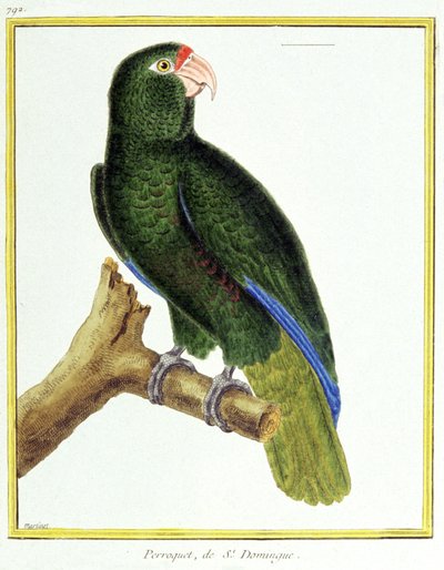 Bilim. zooloji. Santo Domingo papağanı. Francois Nicolas Martinet tarafından gravür: Kuşların Doğal Tarihi, Georges Louis Leclerc de Buffon, Fransa, c.1777 (renkli gravür) by Francois Nicolas Martinet