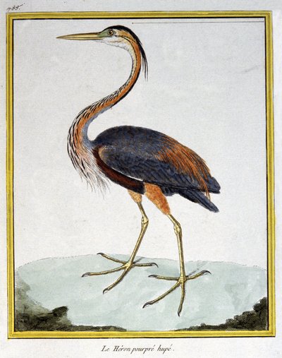 Bilim. zooloji. Mor Balıkçıl. Francois Nicolas Martinet tarafından gravür: Kuşların Doğal Tarihi, Georges Louis Leclerc de Buffon, Fransa, c.1777 (renkli gravür) by Francois Nicolas Martinet