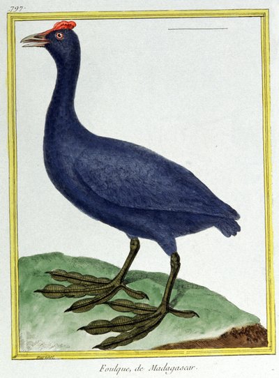 Bilim. zooloji. Kırmızı yumrulu yuh (Madagaskar