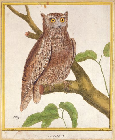 Scops Owl, Georges de Buffon (1707-88) tarafından 1777