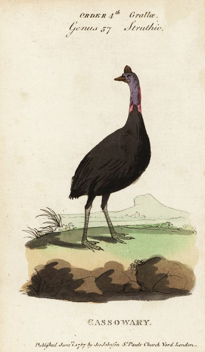 Güney cassowary, Casuarius casuarius by Francois Nicolas Martinet